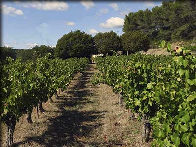 Domaine Houillon à Faucon en Vaucluse