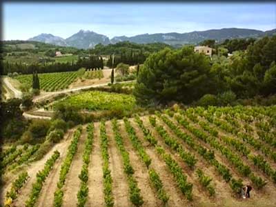 Domaine Julline à Le Barroux dans le Vaucluse entre Dentelles de Montmirail et mont Ventoux