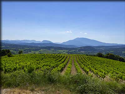 Producteurs de vin à Roaix