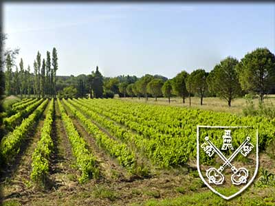 Terroir et vignoble de Sarrians dans le Vaucluse
