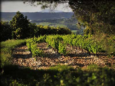 Domaine de l'Amandine à Séguret en Vaucluse