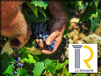 Cave coopérative viticole Cave la Romaine à Vaison la Romaine