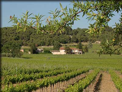 Domaine-gros-pata-vaison-la-romaine-vignoble-terroir