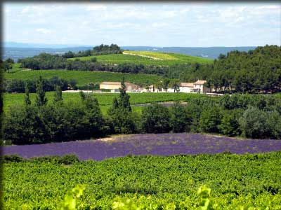 Domaine des Lauribert à Visan en Vaucuse dans l'Enclave des Papes