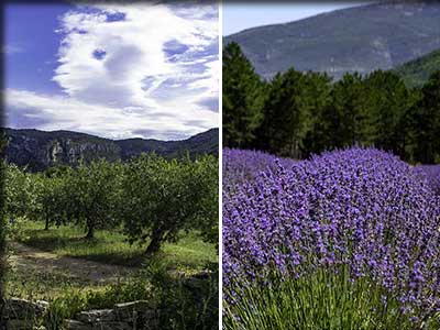 Productions diverses producteurs de vin en Vaucluse, huile d'olive, lavande, fruits...