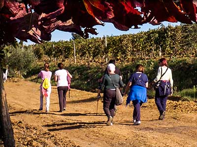 Balades et promenades vigneronnes dans le Vaucluse
